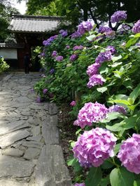 Pink flowering plants in park