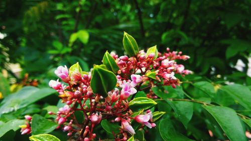 Close-up of flowers blooming outdoors