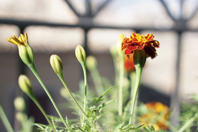 Close-up of yellow flower