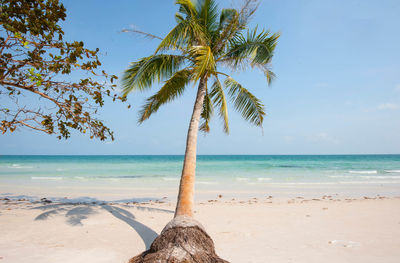 Coconut palm trees on beach against sky