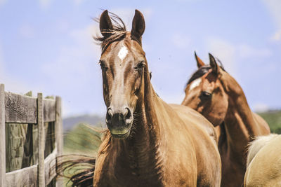 Three horses standing in farm