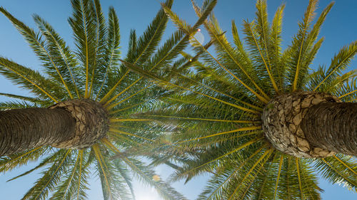 Low angle view of palm tree against sky