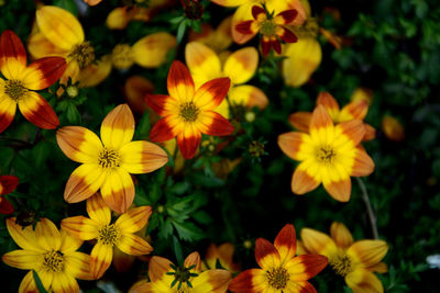 Close-up of yellow flowering plants