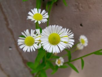 Close-up of white daisy flower