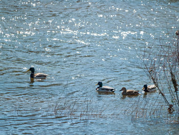 Ducks swimming in lake