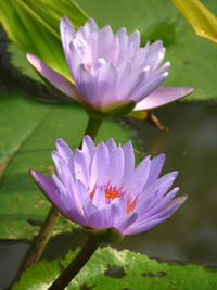 Close-up of purple water lily