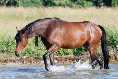 Side view of horse drinking