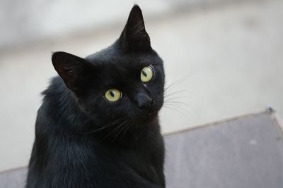 Close-up portrait of a cat