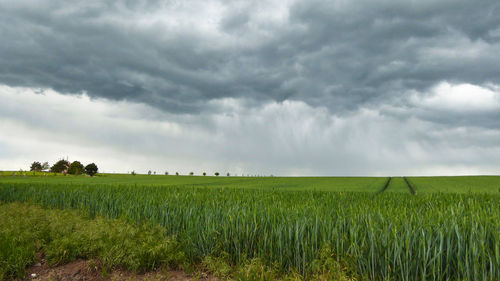 Scenic view of agricultural field against sky