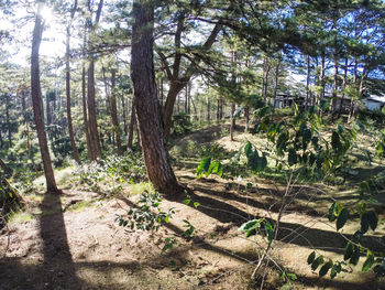 Trees growing on landscape