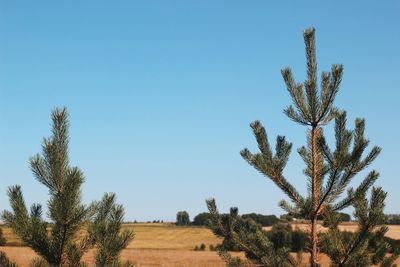 Trees on field against clear blue sky