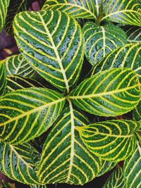 Full frame shot of green leaves