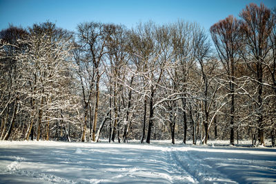 Bare trees on snow covered land against sky