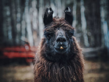 Close-up portrait of a llama