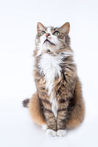 Portrait of cat sitting on white background