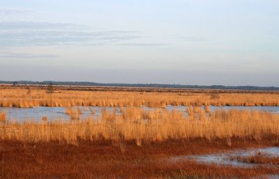 Scenic view of lake amidst grassy field against sky