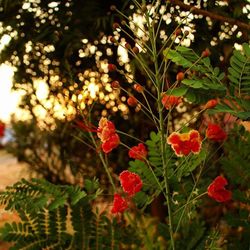 Close-up of red flowers