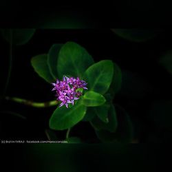 Close-up of purple flowers