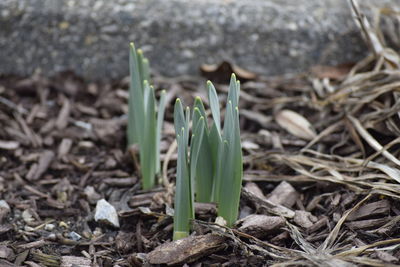 Close-up of plants growing on field