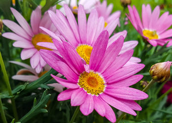 Close-up of pink daisy flowers