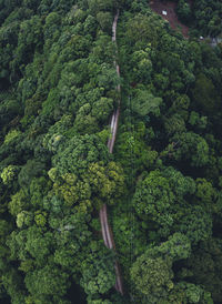 High angle view of lush foliage