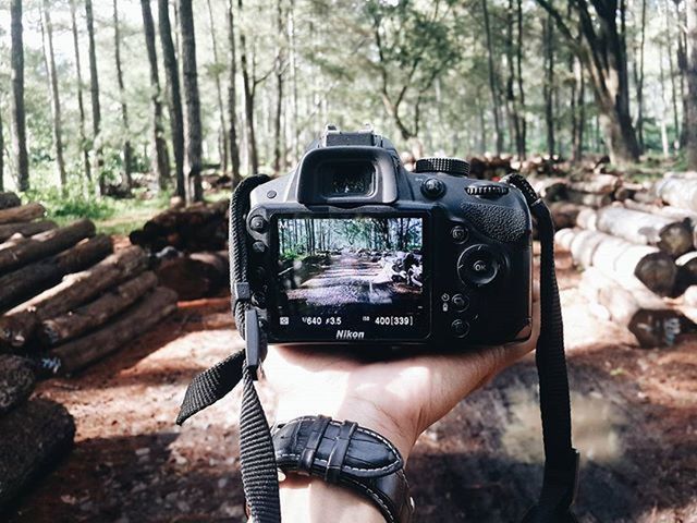 tree, forest, tree trunk, transportation, land vehicle, mode of transport, focus on foreground, nature, outdoors, day, part of, travel, wood - material, woodland, tranquility, sunlight, selective focus, car