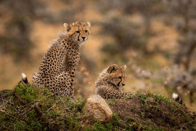 Cheetahs on field in forest