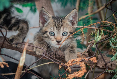 Portrait of cat with kitten