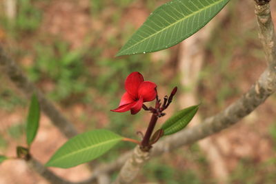 Close-up of red rose flower