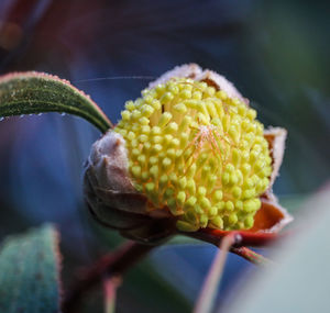 Close-up of yellow flower