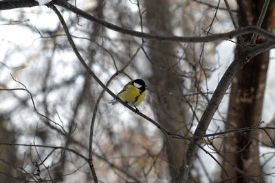 Low angle view of bird perching on tree against sky