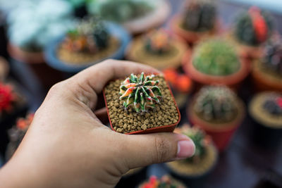 Close-up of hand holding food