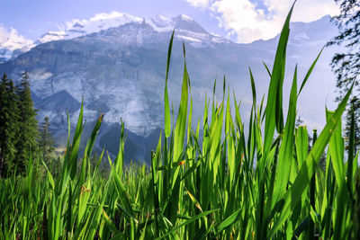 Close-up of fresh grass on field against mountain