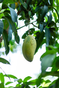 Close-up of fruits growing on tree