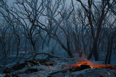 View of bare trees in forest