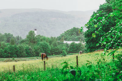 Horse grazing on field against mountains