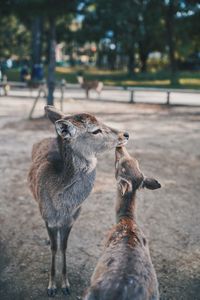 Giraffe standing on field