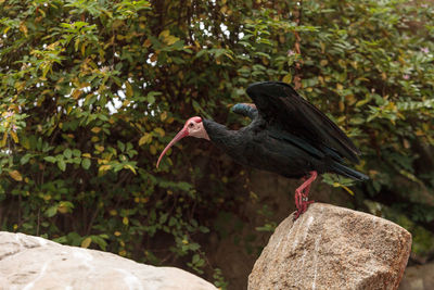 Close-up of bird perching on rock against trees