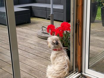 Dog on red flowers