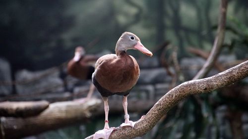 Close-up of duck perching on a tree