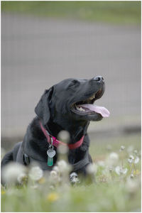 Close-up of a dog