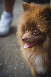 Close-up of dog looking away