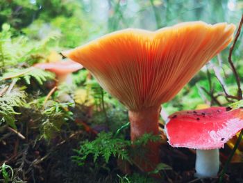 Close-up of mushroom growing on field