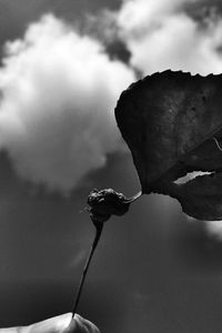 Close-up of leaf against cloudy sky