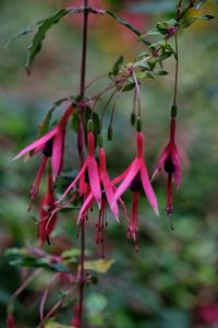 Close-up of pink flowers hanging on branch