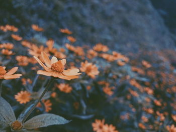 Close-up of flowers blooming outdoors