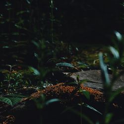 Close-up of plants growing in forest at night