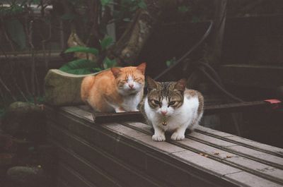 Portrait of a cat sitting on wood