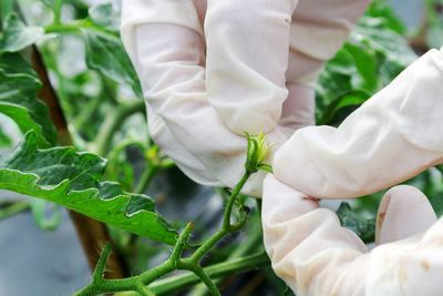 Close-up of the hands of a gardener