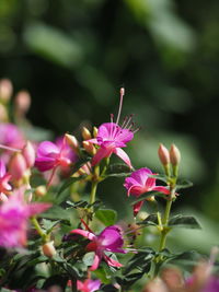 Close-up of pink flowering plant